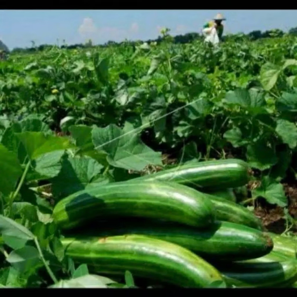 Bibit biji Timun krai