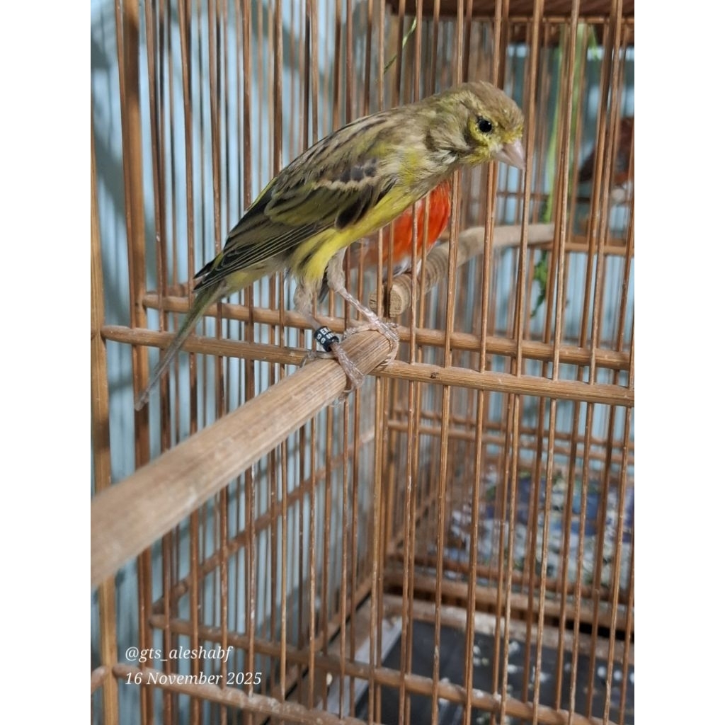 KENARI TRAH GIBO JANTAN MUDA GACOR FOSTUR  BAGUS WARNA IDAMAN