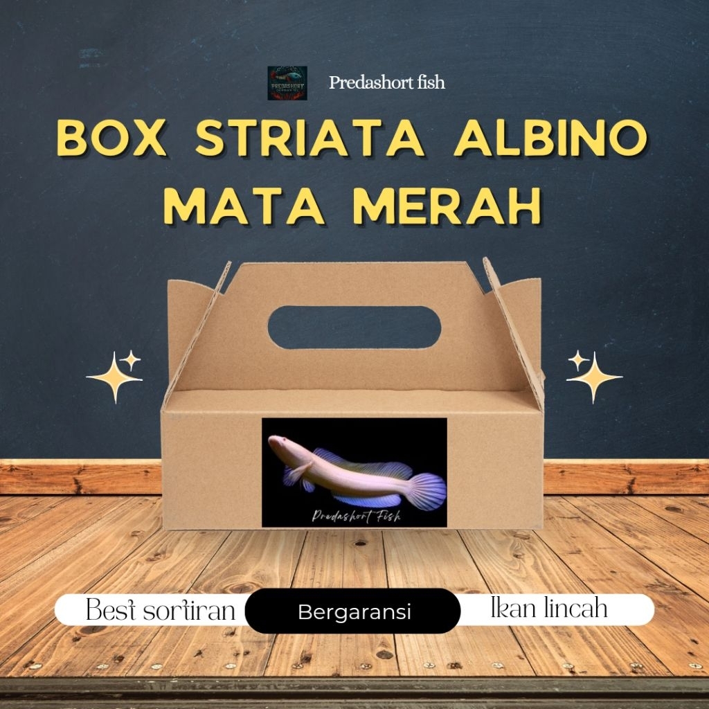 BOX kardus isi chana striata albino mata merah perfect bergaransi