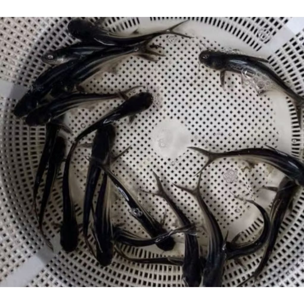 Hiasan Aquarium Bibit Patin Size 6 cm Anakan Patin Biasa Hiasan Akuarium |Ikan Hias Bozz Louhan Peka