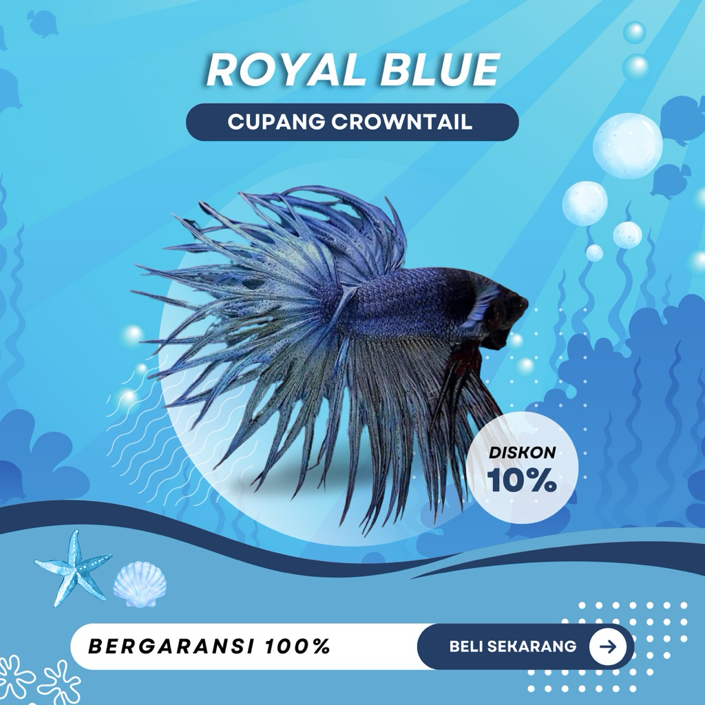 [CT] Cupang Crowntail Royal Blue | TOP GRADE | IKAN HIAS | NEW | REALPICT