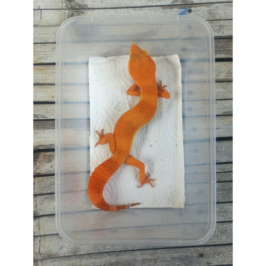 MAINAN GECKO SHTCTB FULL CT