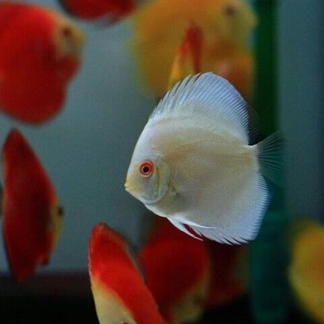 Discus Blue Diamond 5-6cm - Ikan Aquascape