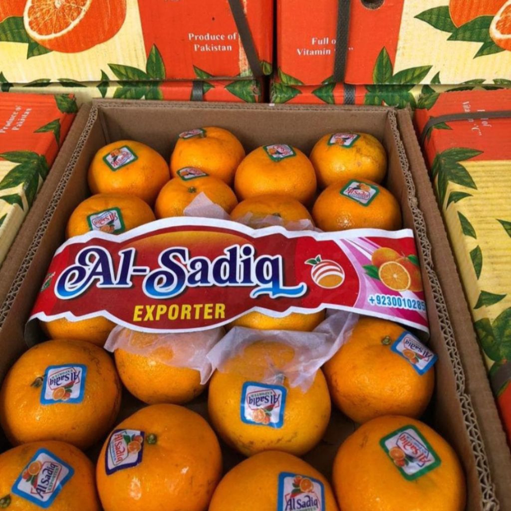 BUAH JERUK KINO PAKISTAN 1 DUS