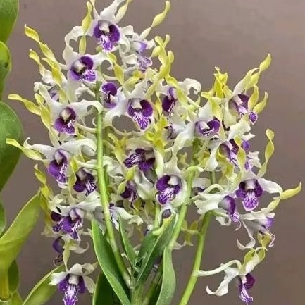 Bunga Anggrek Dendrobium keriting ( Verlita Evelin )
