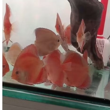 Discus sunmerah bluerim Hb  2,5 inch