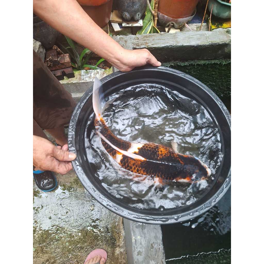 [NEGO LEWAT DM] Ikan Koi Blitar XXL JUMBO | Panjang lebih dari 40 cm