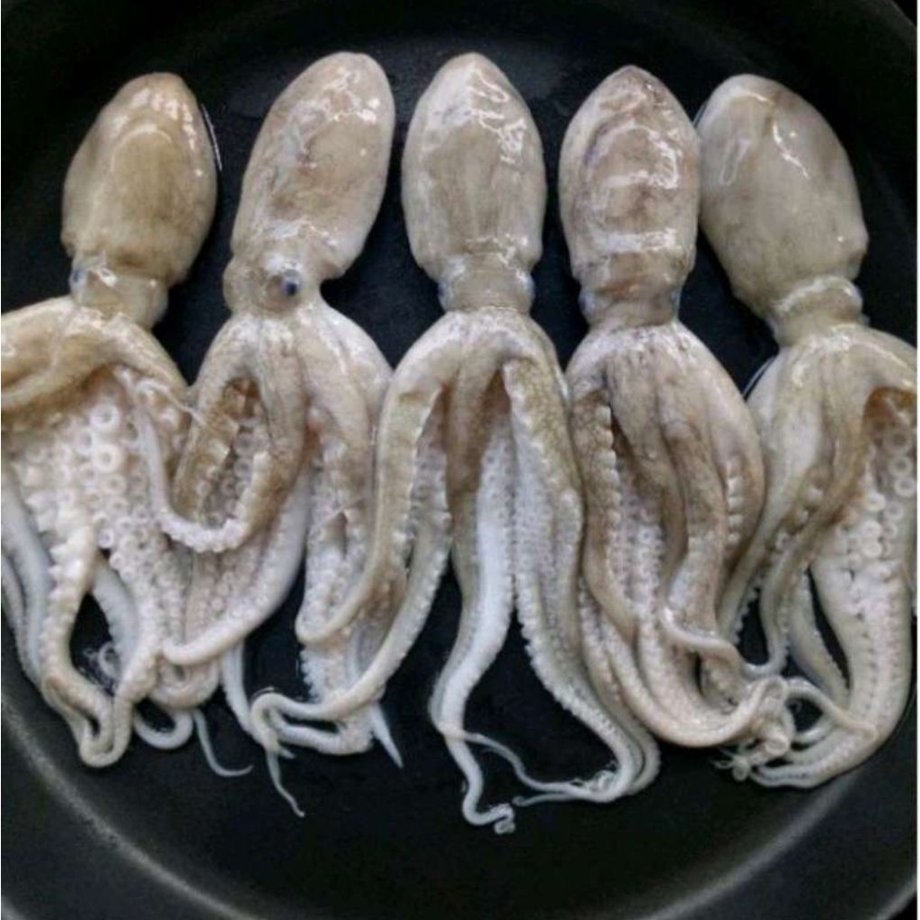 GURITA MANIS BABY GURITA