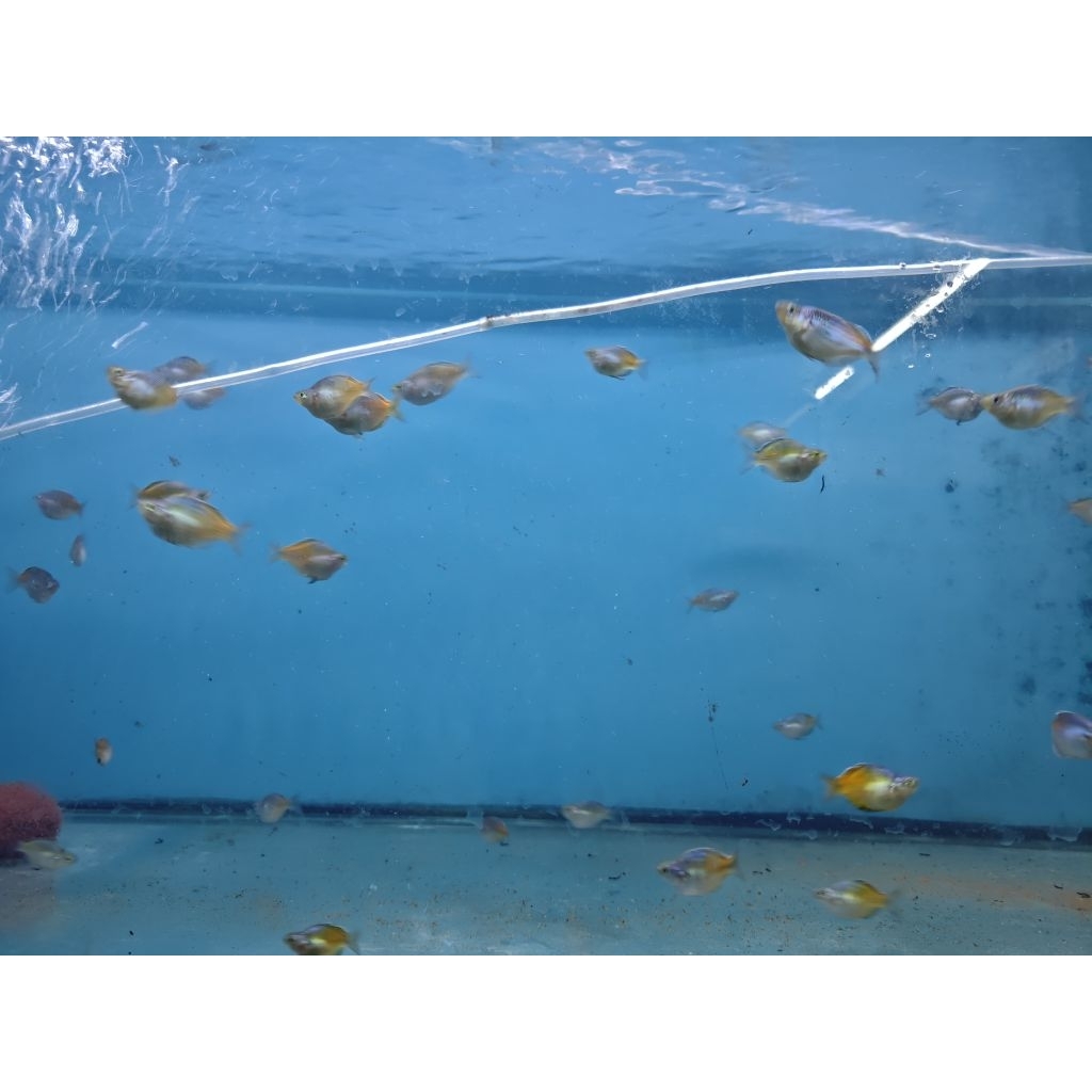 Rainbow Melanotaenia Boesemani ballon short body
