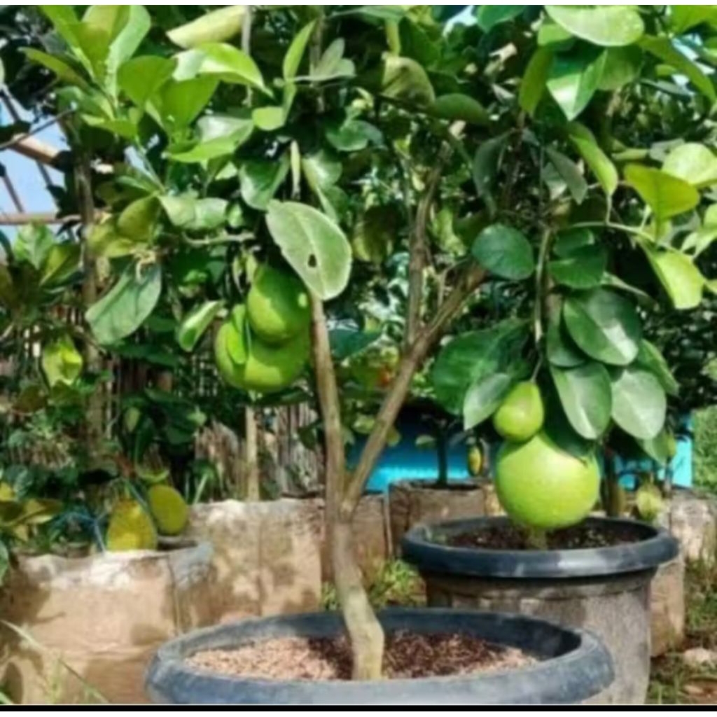 Bibit jeruk Bali manis legit