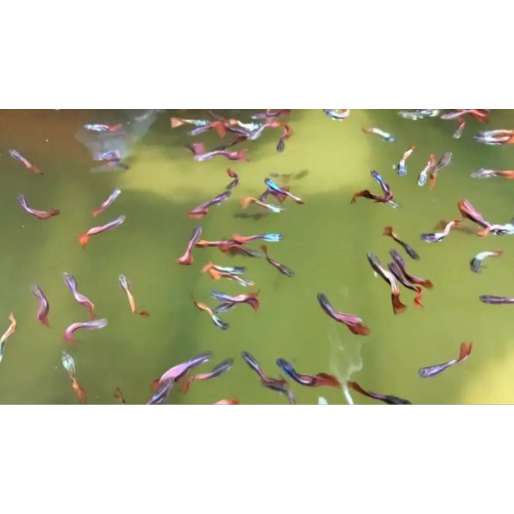 guppy_cendolan_mix_warnawarini_campur_isi_10-ekor