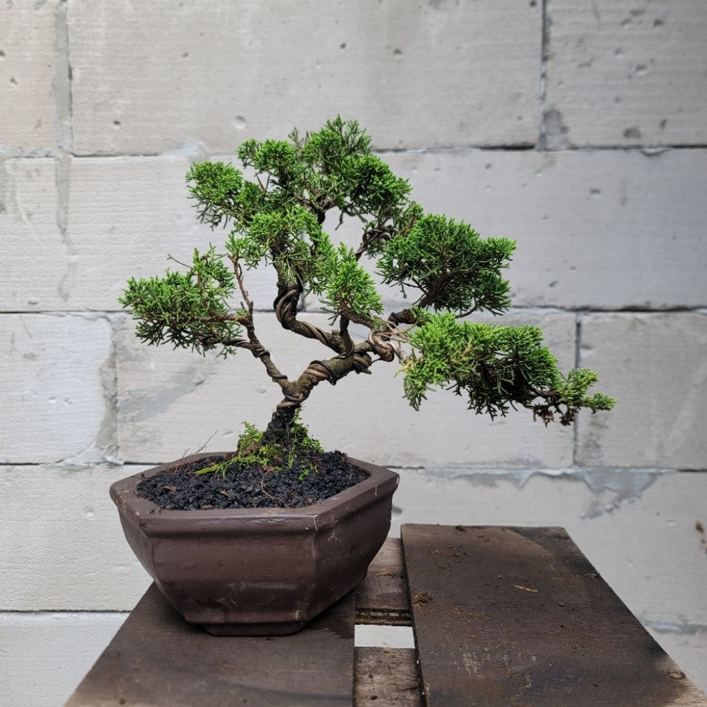 Bonsai sargenti spesial + potnya