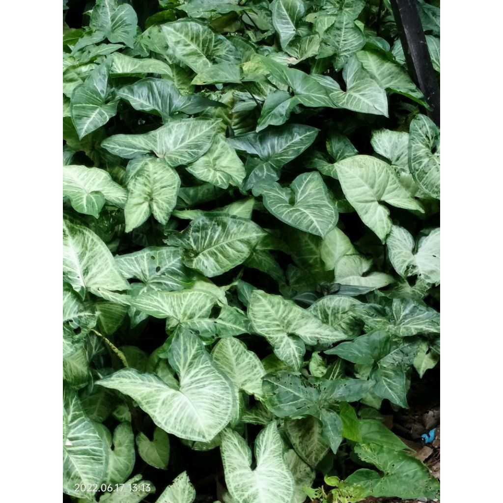 bibit talas hias taman 3 pohon