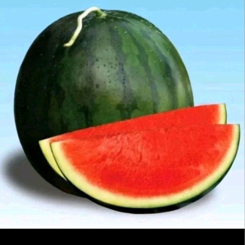 Biji benih semangka non biji