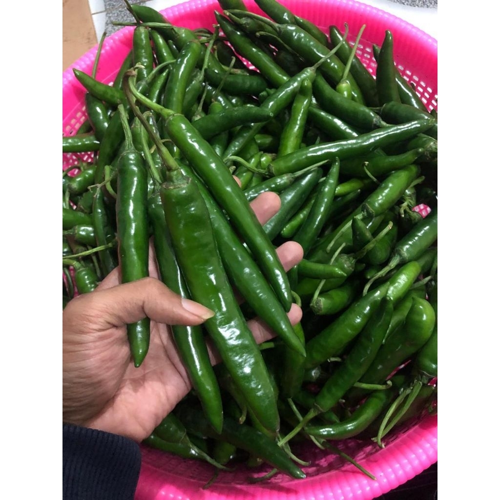 CABAI HIJAU / LOMBOK HIJAU