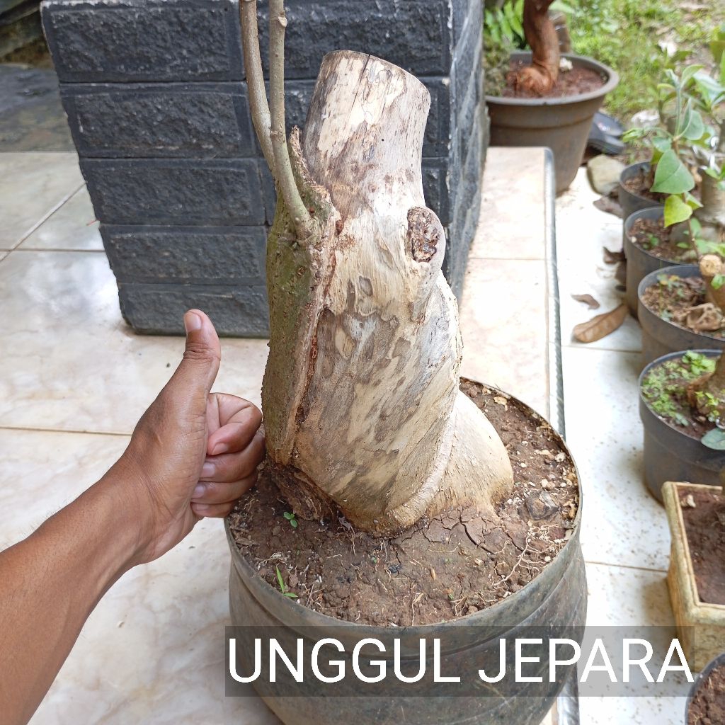BONSAI WARU BOGEL LOKAL JUMBO
