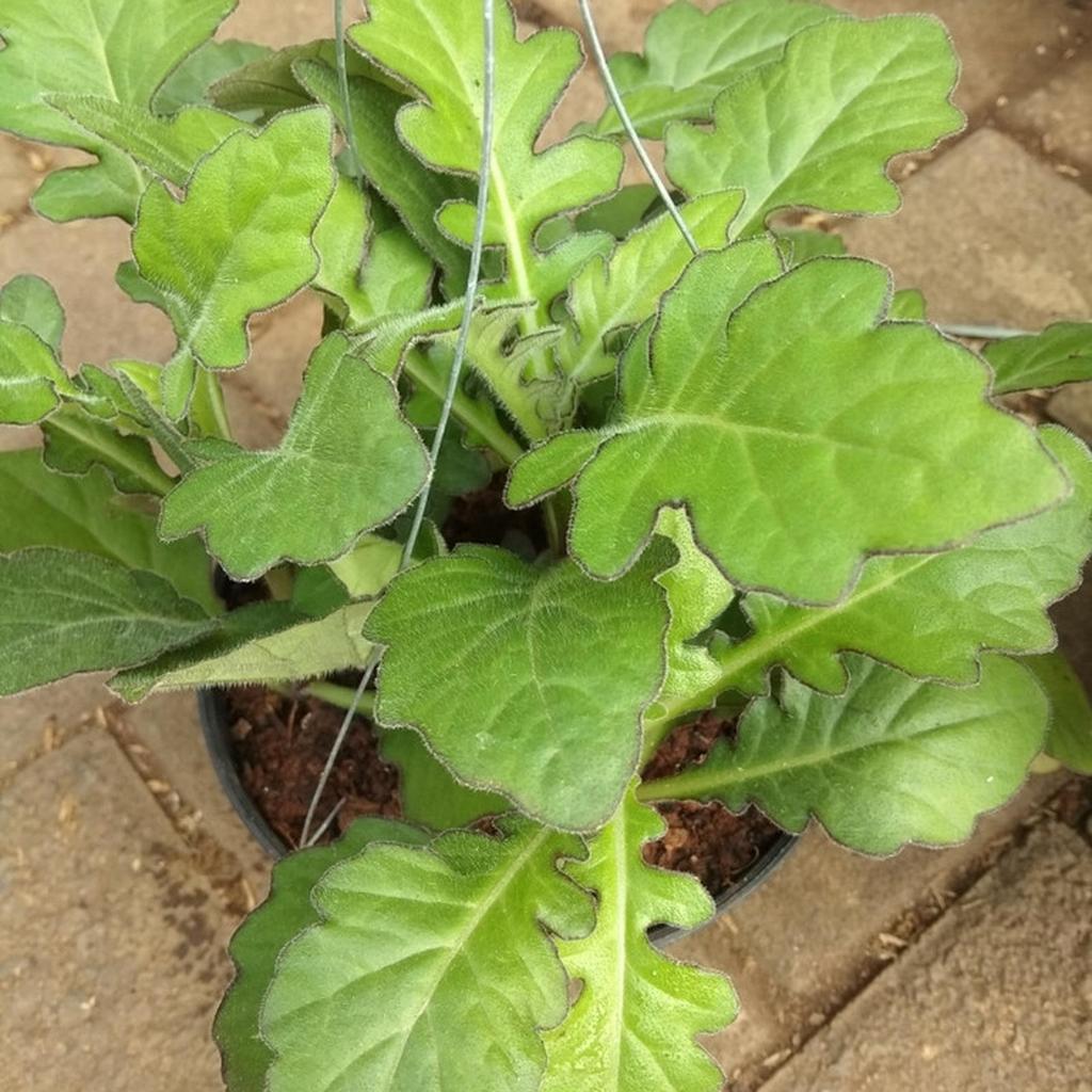 Tanaman daun dewa/tanaman herbal daun dewa