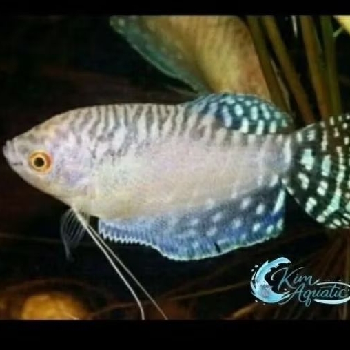 Cairan Ikan Sepat Macan/Tiger putih Albino + Bonus Ikn/Pkn