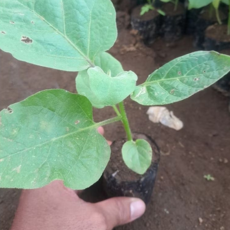 bibit terong ungu / hijau panjang polybag besar  siap tanam