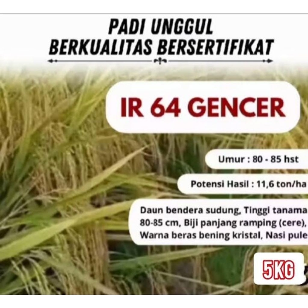 Benih padi unggul INPARI 64 GENCER kemasan 5kg berkualitas original