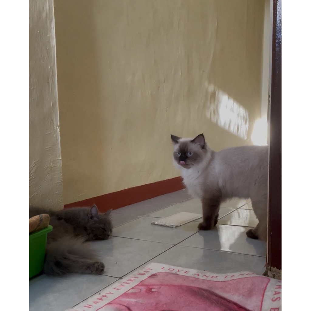 ragdoll sealpoint jantan