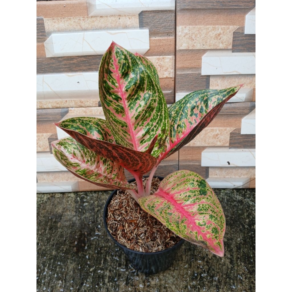 aglonema widury merah lokal