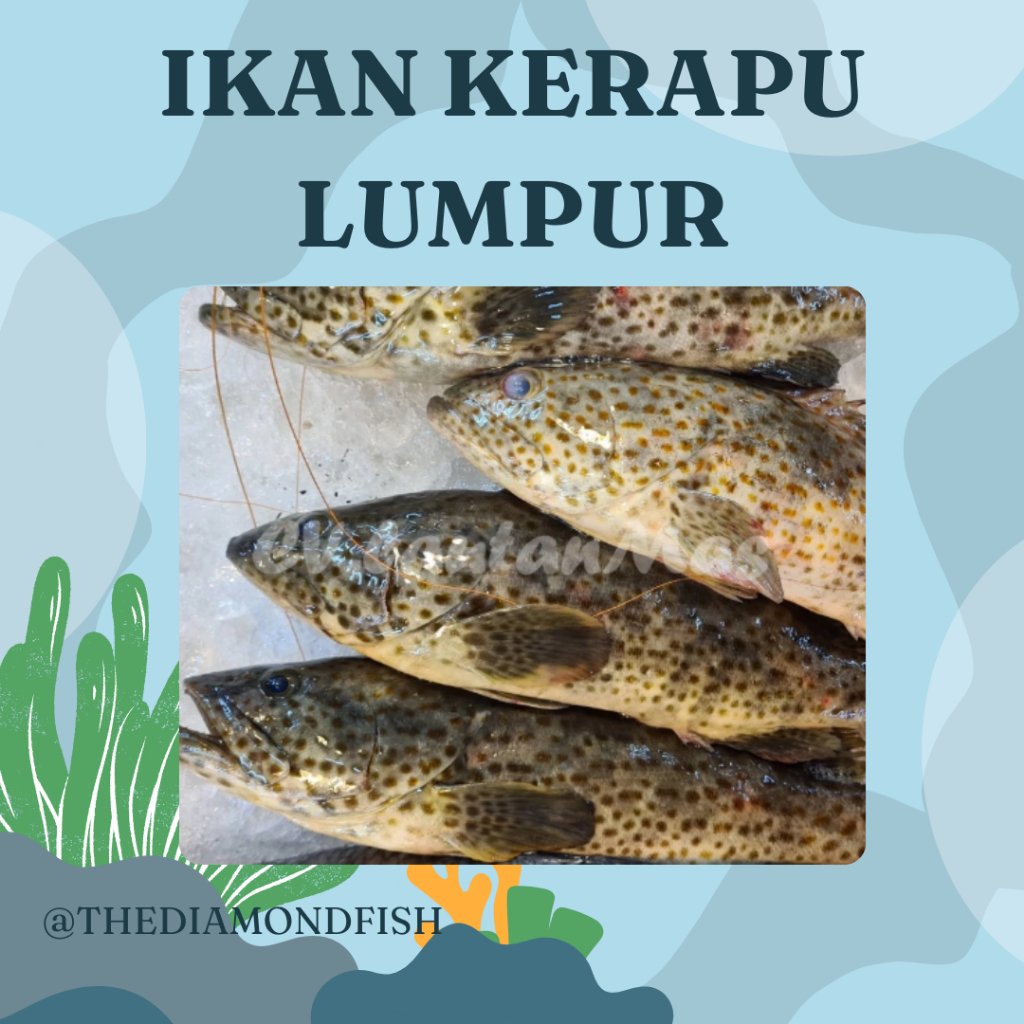 Ikan Kerapu Segar Ikan Kerapu Lumpur 1 Kg