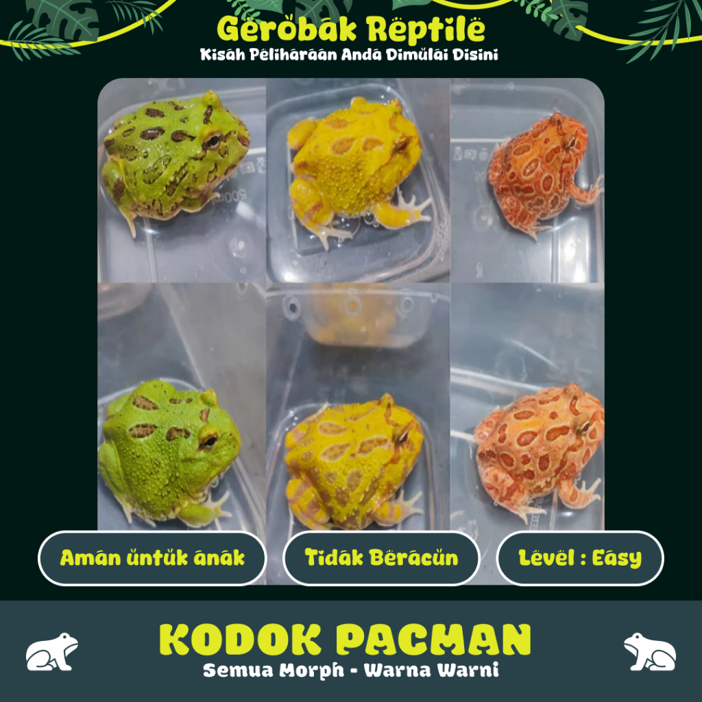 Kodok Pacman Cranwelli - Grade A