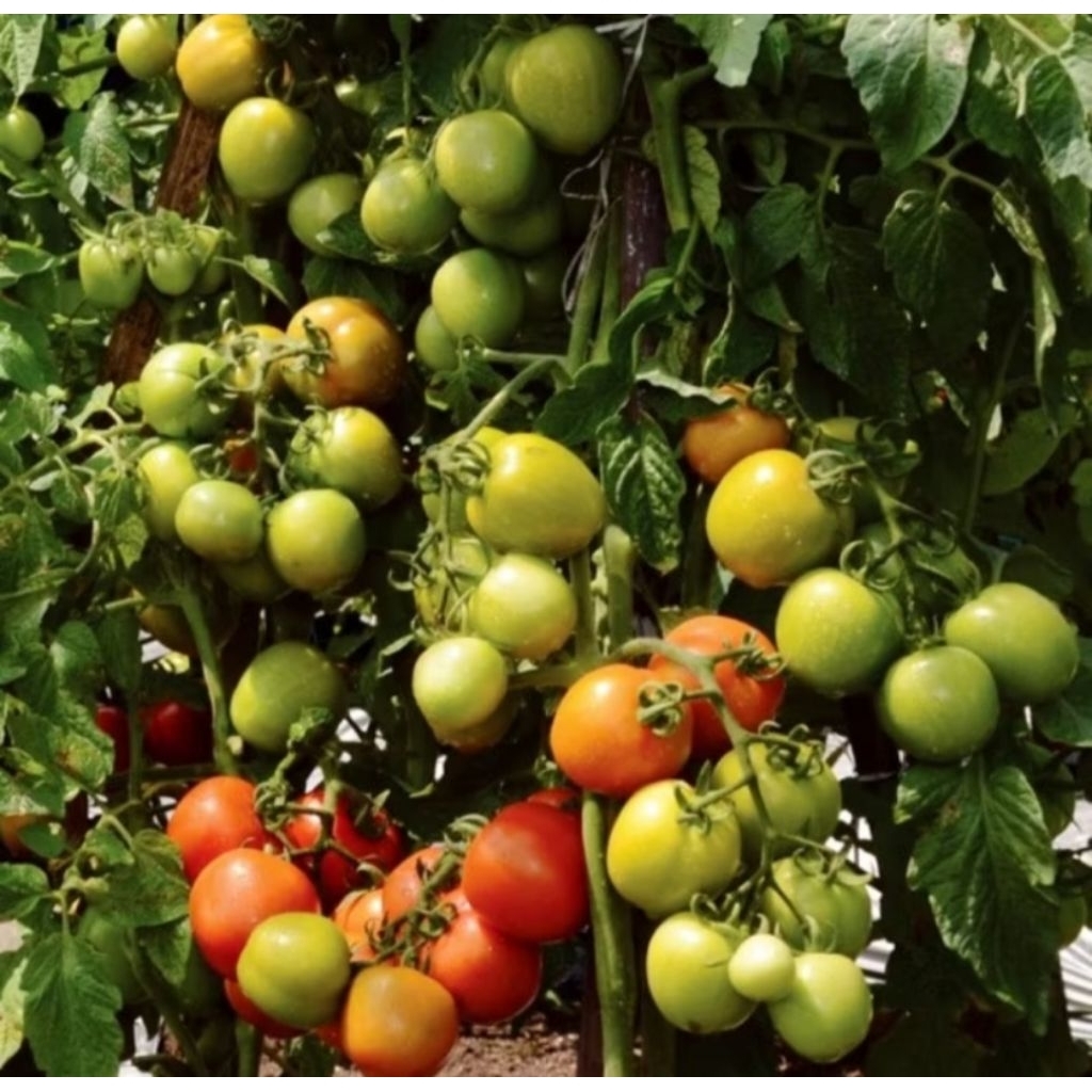 20 Benih Tomat Dataran Rendah SERVO F1bibit tanaman sayuran / buah