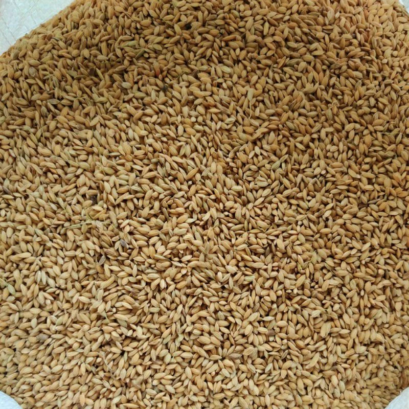 Padi Burung / Gabah Padi Pakan Burung, BERKUALITAS 500gr