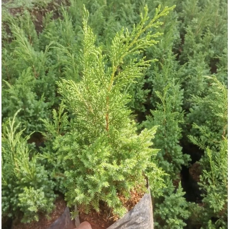 cemara pua pua bibit pohon natal tinggi 30-40cm polibag 25cm