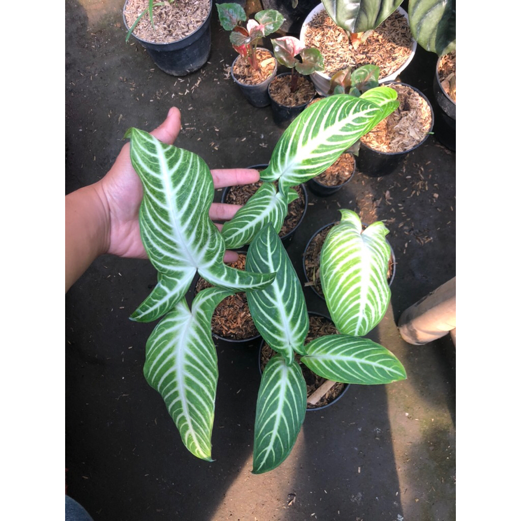 Tanaman Hias Phyllotaenium lindenii Antasoma / keladi zebra / Antasoma Lindenii