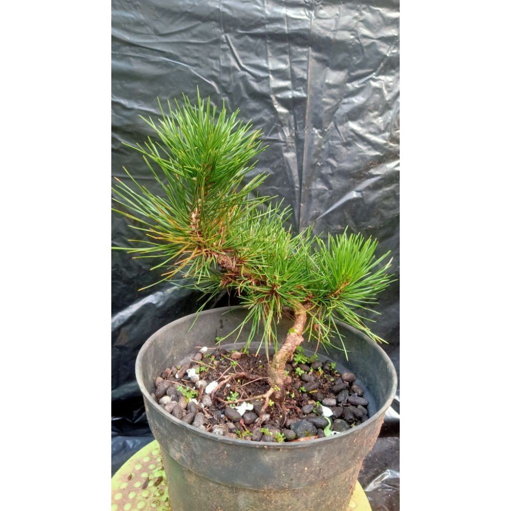 pinus thunbergi/Black pine