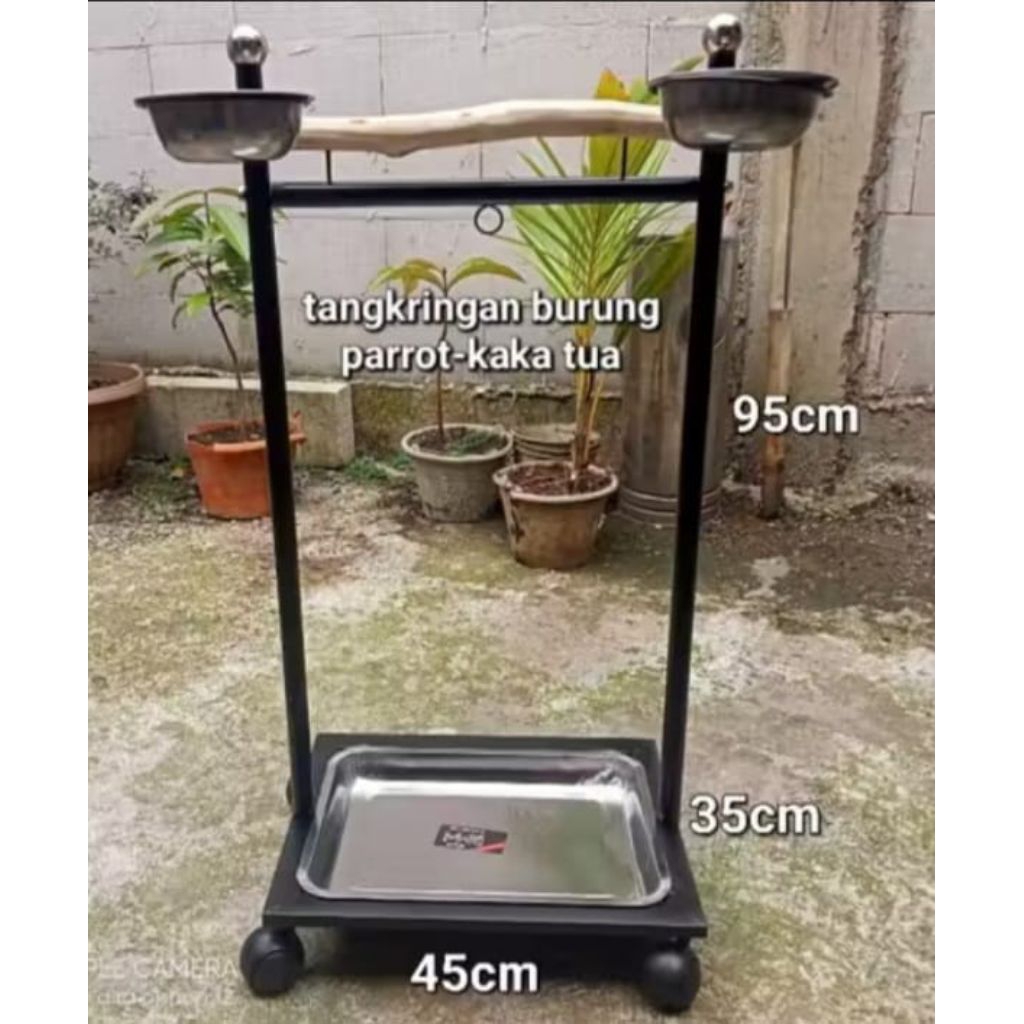 tangkringan burung kaka tua parrot