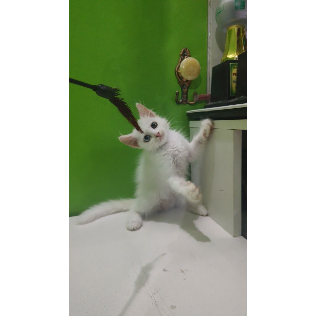 Kitten/Anak Kucing Persia Himalaya