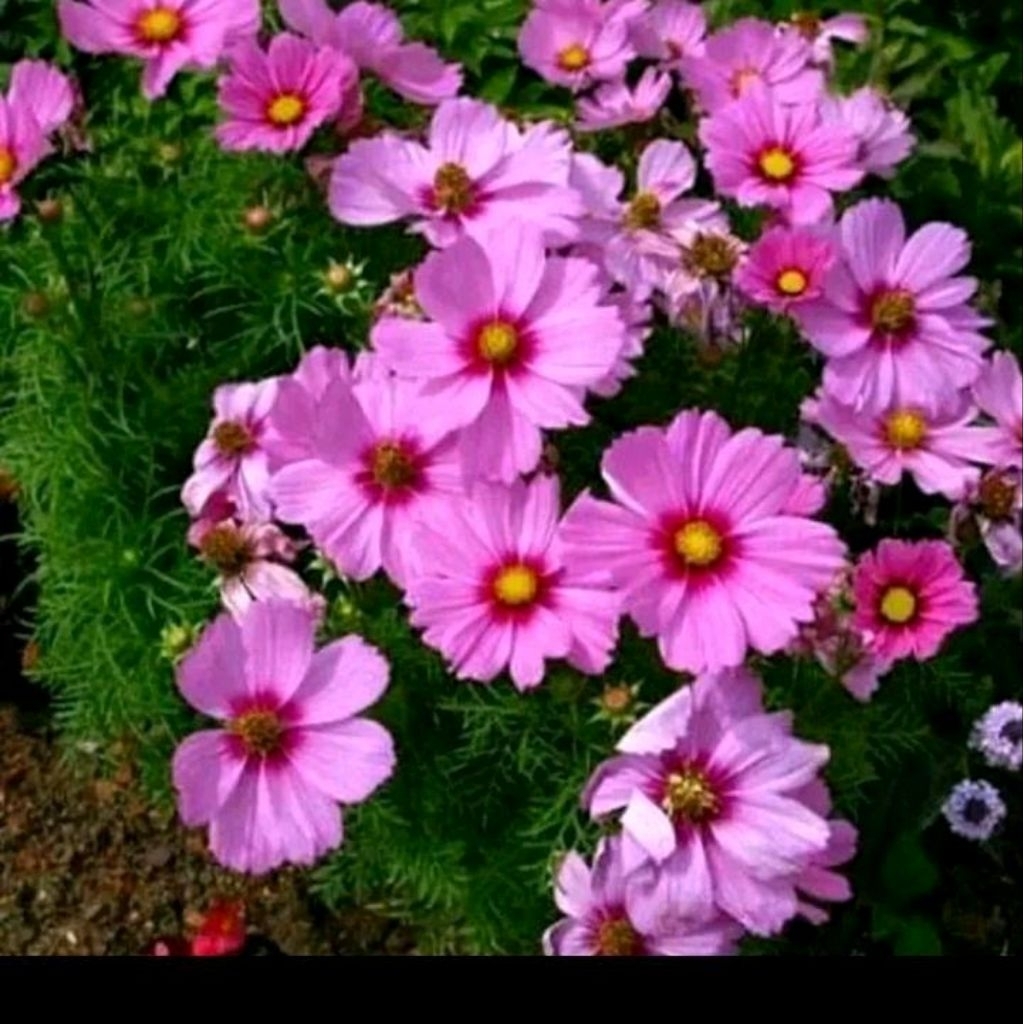 Biji benih bunga kenikir ungu/kenikir lalap