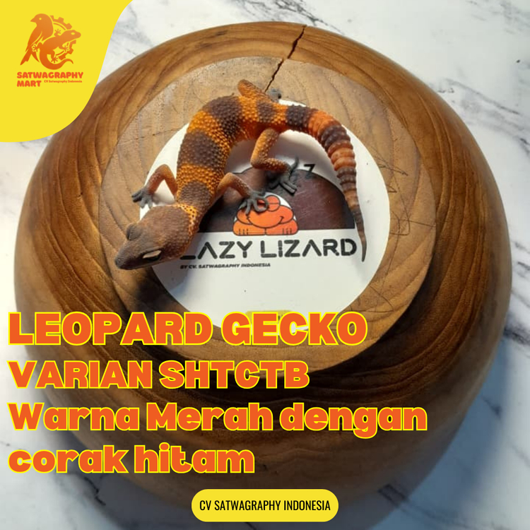 Mainan Anak GECKO Warna SHTCTB atau Sunglow Non Albino