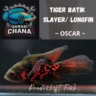 koleksi oscar tiger batik slayer/ longfin bahan good marking berkualitas bergaransi