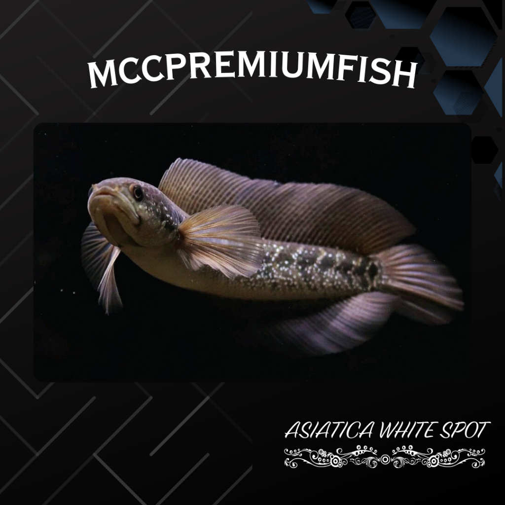 HOBI | ASIATICA WHITE SPOT Pure Super Bahan Gondrong | SINGLE TANK - BEST SORTIRAN | Snakehead - Cha