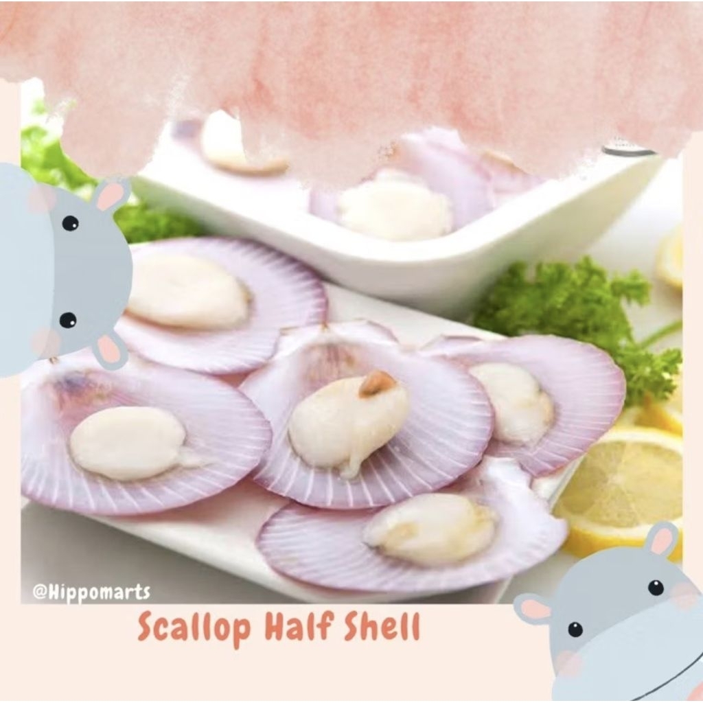 Scallop Half Shell / Kerang simping frozen export Quality / Kerang Kampak
