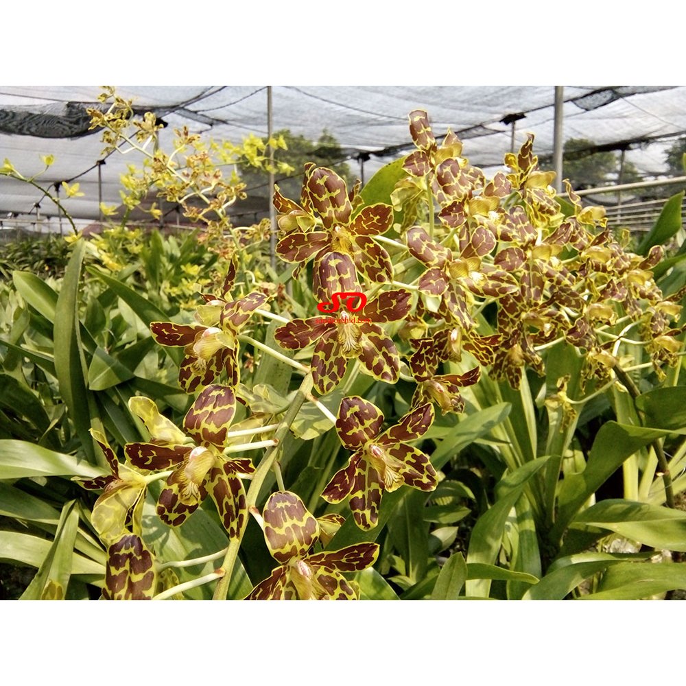 [ SPIKE | BERBUNGA ] Grammatophyllum Tiger’s Paw – Anggrek dengan Corak Kaki Harimau