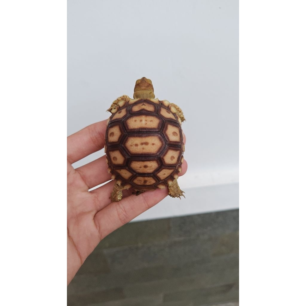 Baby sulcata bulat grade A
