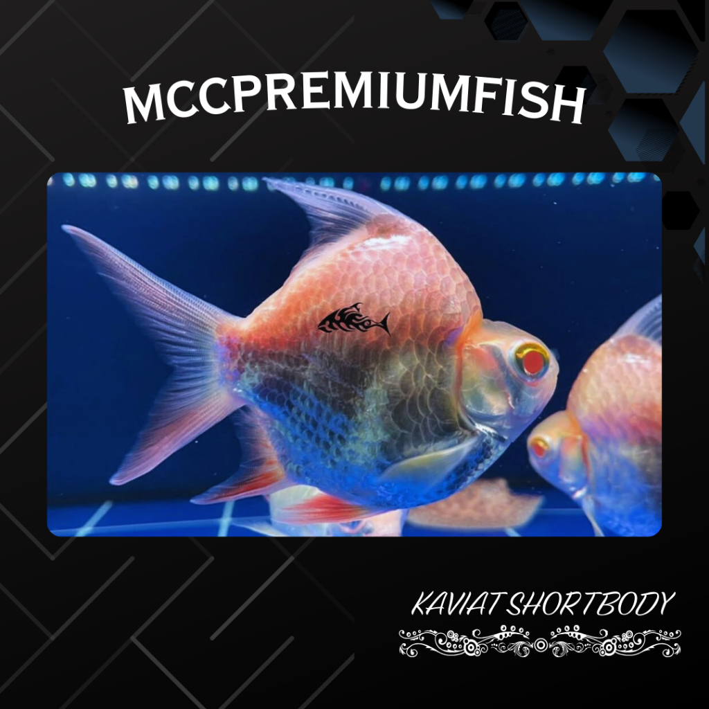 (COD) Kaviat Albino King SB Super Short Body Baloon Grade AA++ | Hiasan Aquarium - Berkualitas