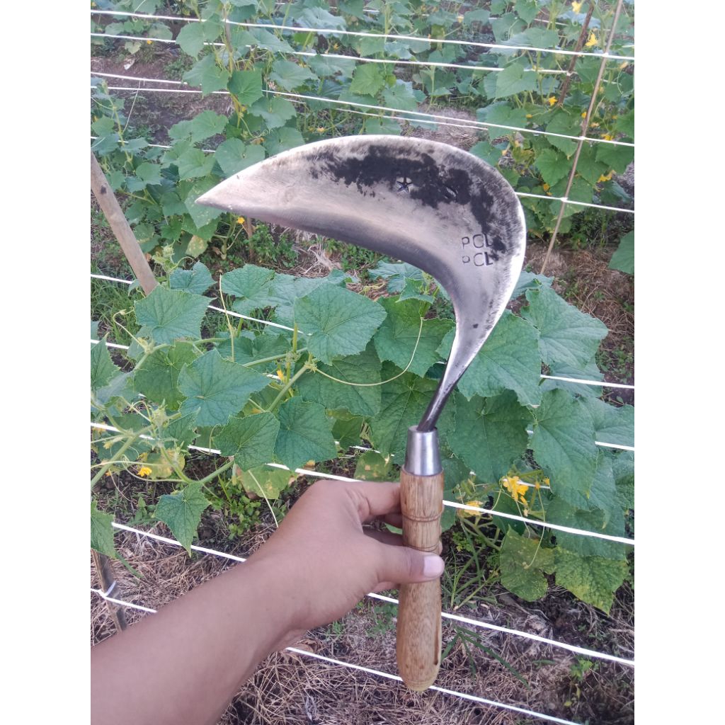 Arit Bandungan Super Tajam - Sabit Rumput Baja Per 100% - Alat Pertanian Berkebun Premium