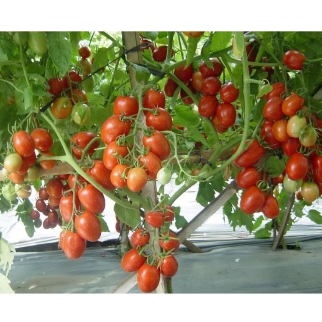 25 Benih tomat Dataran Rendah LENTANA F1 bibit tanaman sayur sayuran / buah