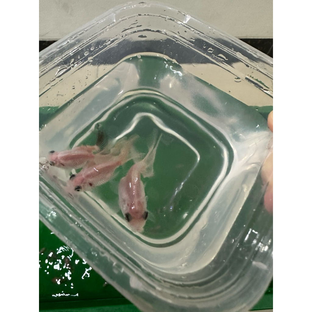 anak ikan mas koki burayak ukuran 3 cm panda tricolor