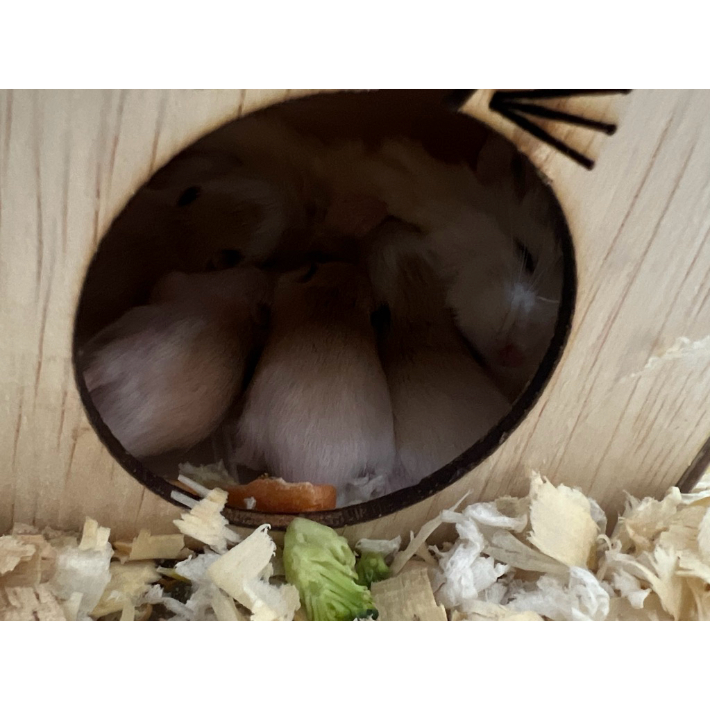 baby hamster roborovski/hamster