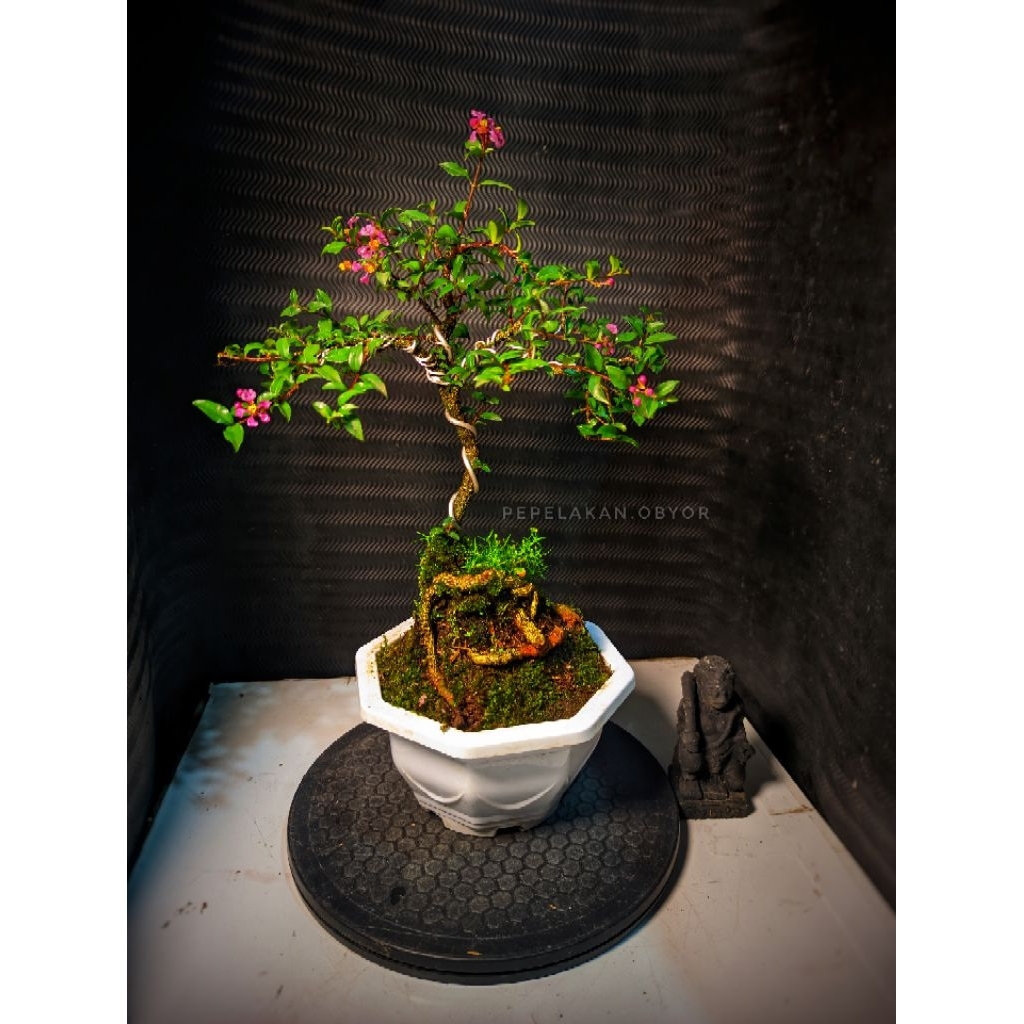 Bonsai Mame Sakura Micro Berkarakter ORIGINAL SIAP PAJANG UKURAN BESAR PLUS POT BONSAI FREE MOSS