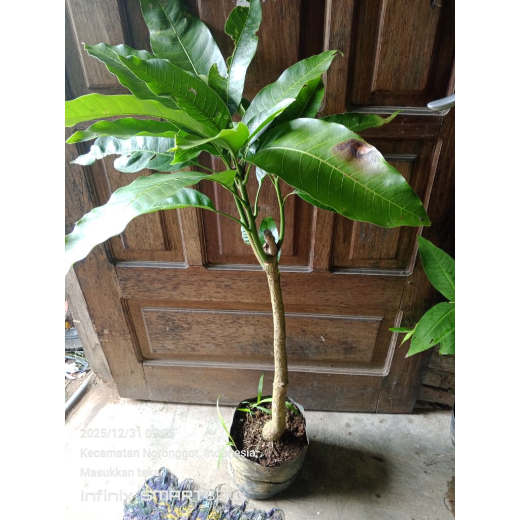 bibit mangga red ivory cangkok