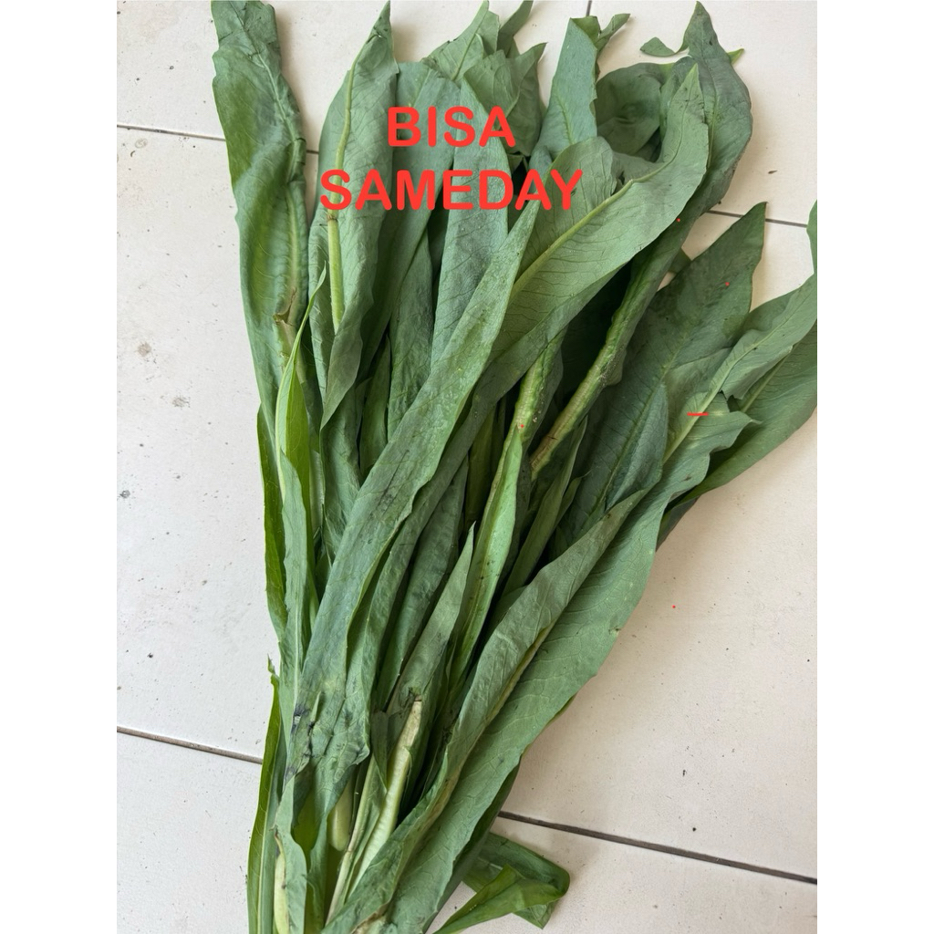FUMAK / SAYUR FUMAK / FUMAK TORTO KURA DARAT REPTIL 5 KG